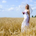 Full length portrait of beautiful blond female Royalty Free Stock Photo