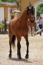 Full length portrait of a brown Spanish horse