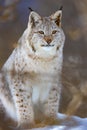 Full length portrait of furry wild lynx cat sitting on snow