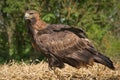 Golden eagle