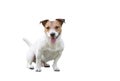 Full length portrait of Jack Russell Terrier dog isolated on white background Royalty Free Stock Photo