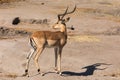 Full-length portrait of male impala. Royalty Free Stock Photo