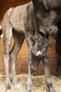 Full-length portrait of a newborn foal Royalty Free Stock Photo
