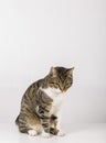 Full length portrait of pensive gray striped cat looking down thoughtful isolated over grey wall with copy spacel. Sad emotion, Royalty Free Stock Photo