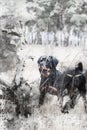 Full-length portrait of a Rottweiler dog