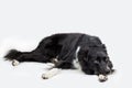 Full length portrait of a sad and thoughtful purebred border collie dog laying down . Cute friendly pet looking with smart eyes.