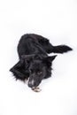 Full length portrait of a sad and thoughtful purebred border collie dog laying down . Cute friendly pet looking with smart eyes.