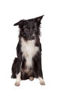 Full length portrait of a sad and thoughtful purebred border collie dog looking down pensive. Cute friendly pet looking with smart