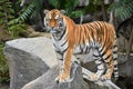 Full length portrait of Siberian Amur tiger Royalty Free Stock Photo