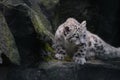 Full length portrait of snow leopard cub on rocks Royalty Free Stock Photo