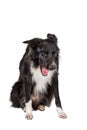 Full length portrait of tired purebred Border Collie dog yawning isolated on white background with copy space. Bored black and