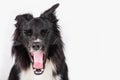 Full length portrait of tired purebred Border Collie dog yawning isolated on white background with copy space. Bored black and