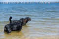 Full-length portrait of two black dogs standing in the water. Male and female Rottweiler dogs swimming in a wide river. Side view Royalty Free Stock Photo