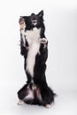 Full length portrait of well trained cute border collie dog showing tricks standing on two paws one ear bent looking away isolated Royalty Free Stock Photo