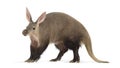 Aardvark, orycteropus afer, standing on white background Royalty Free Stock Photo