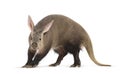 Aardvark standing on white background, orycteropus afer Royalty Free Stock Photo