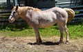 Full Length and in Profile Brown and White Horse Royalty Free Stock Photo