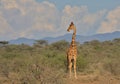 full length profile of a lone reticulated giraffe standing alert with sky in the background in the wild buffalo springs national