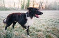 Full length profile portrait curious border collie dog looking focused ahead. Winter morning outdoors background, frosted nature