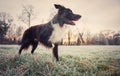 Full length profile portrait curious border collie dog looking focused ahead. Winter morning outdoors background, frosted nature