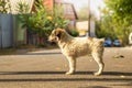 Full-length puppy in profile against the background of an autumn street Royalty Free Stock Photo