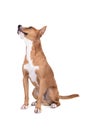 Full-length red American Staffordshire terrier isolated on a white background. Red American Pit Bull Terrier. Mixed breed. Masculi Royalty Free Stock Photo