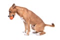 Full-length red American Staffordshire terrier with orange ball isolated on a white background. Red American Pit Bull Terrier. Mix Royalty Free Stock Photo