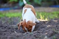 Looking for treasure. Full length shot of an adorable young Jack Russell digging a hole in the ground outside. Royalty Free Stock Photo