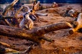 A meerkat standing on a log Royalty Free Stock Photo