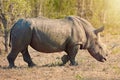 They need our help. Full length shot of a rhinoceros in the wild. Royalty Free Stock Photo