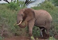 full length side profile of a male african elephant enjoying a dust bath in the wild buffalo springs national reserve, kenya Royalty Free Stock Photo