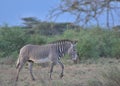 full length side view of a lone male grevy zebra walking in the wild savannah of buffalo springs national reserve, kenya