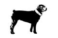 Full-length silhouette of a Rottweiler on a white background. A female Rottweiler. Side view. Pets