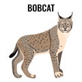 Full length spotted bobcat vector illustration isolated. Wildlife animal cat