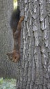 Full length squirrel with a fluffy tail in the park on a tree Royalty Free Stock Photo