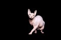 Sphynx cat on black background Royalty Free Stock Photo
