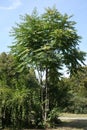 Full length view of Ailanthus altissima with unripe seeds in September