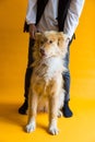 Full length view of beautiful blond husky mix with female owner Royalty Free Stock Photo