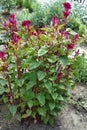 Full-length view of Celosia argentea var. cristata in full bloom in August Royalty Free Stock Photo