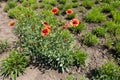 Full-length view of common blanketflower plant Royalty Free Stock Photo
