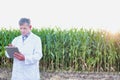 Full length view of crop scientist wearing lab coat while using digital tablet against corn plant growing in field Royalty Free Stock Photo