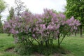 Full-length view of flowering bush of lilac