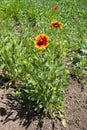 Full-length view of flowering Gaillardia aristata Royalty Free Stock Photo