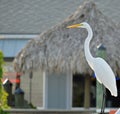 Full length view of a great white egret perched before a tiki hut. Royalty Free Stock Photo