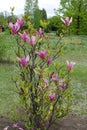 Full length view of magnolia liliiflora in bloom