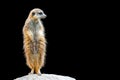 Standing Meerkat on a Rock Isolated on Black Royalty Free Stock Photo