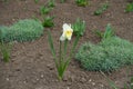 Full-length view of narcissus with one white flower in March Royalty Free Stock Photo