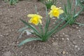 Full length view of narcissus with two yellow flowers Royalty Free Stock Photo