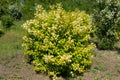 Full-length view of Philadelphus coronarius Aureus in bloom