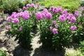 Full-length view of Phlox paniculata with pink flowers in July Royalty Free Stock Photo